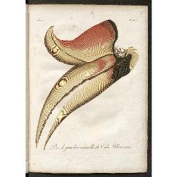 Histoire naturelle d'une partie d' oiseaux nouveaux et rares de l' Amérique et des Indes  F. Levaillant. 1801